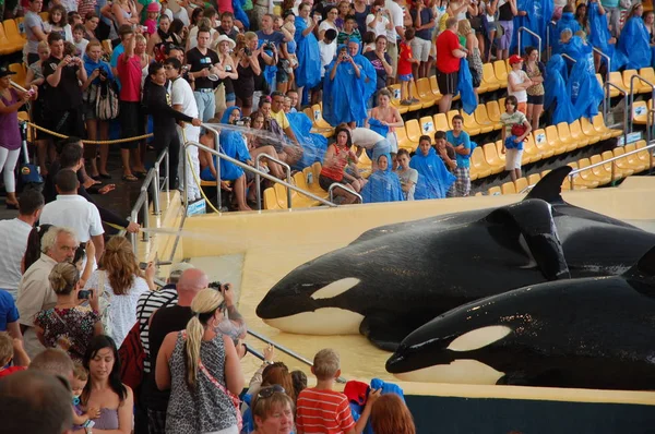 Teneriffa Spanien Juni 2011 Killerwal Show Pool Loro Parque Puerto — Stockfoto