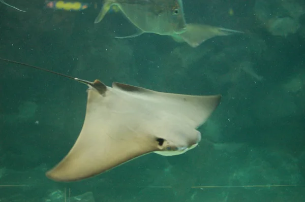 Close View Stingray Aquarium — Stock Photo, Image