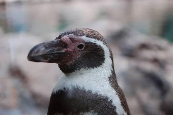Nahaufnahme Von Kleinen Baby Pinguin — Stockfoto
