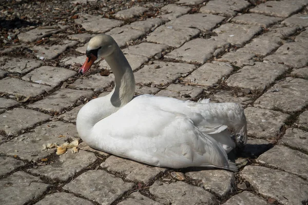 Hermoso Cisne Blanco Terraplén —  Fotos de Stock