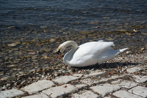 堤防で美しい白鳥 — ストック写真
