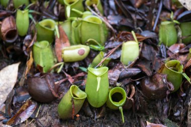 Yağmur ormanlarında Borneo, Malezya içinde yer alan atıcı bitki