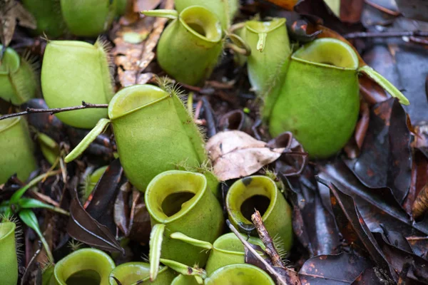 Schlauchpflanze Regenwald Von Borneo Malaysien — Stockfoto