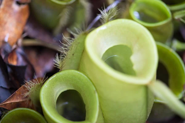 Pianta Brocca Nella Foresta Pluviale Situata Nel Borneo Malesia — Foto Stock