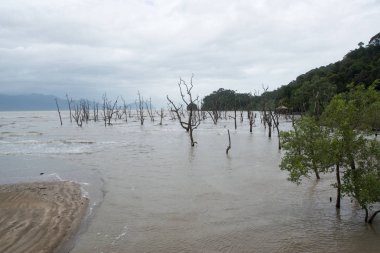 Çamurlu deniz. Bako Milli Parkı için yolda. Borneo, Sarawak Malezya
