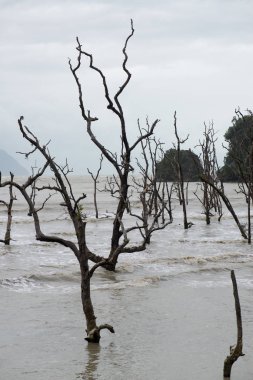 Çamurlu deniz. Bako Milli Parkı için yolda. Borneo, Sarawak Malezya