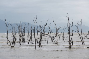 Çamurlu deniz. Bako Milli Parkı için yolda. Borneo, Sarawak Malezya