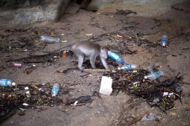 Bako Milli Parkı Borneo, Malezya makak maymunu