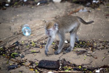 Bako Milli Parkı Borneo, Malezya makak maymunu
