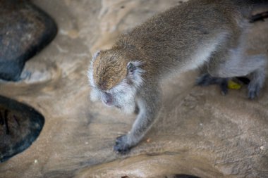 Bako Milli Parkı Borneo, Malezya makak maymunu