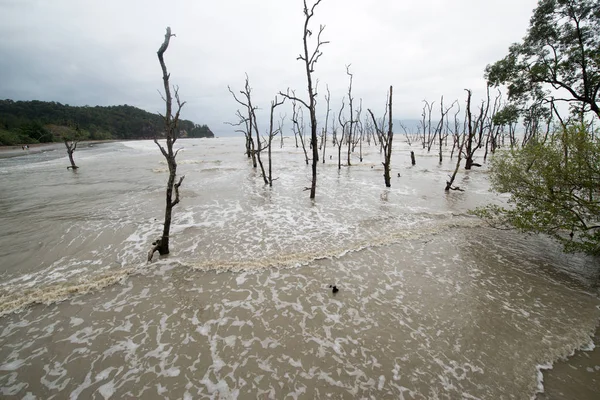 Kala Träden Leriga Havet Väg Till Bako National Park Borneo — Stockfoto