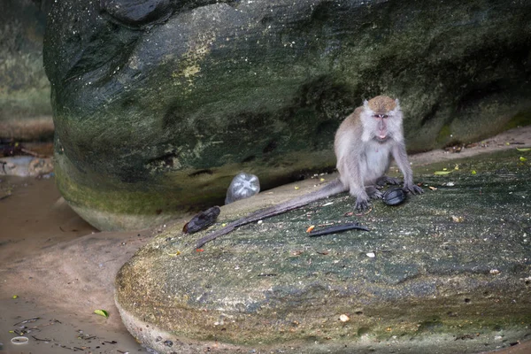 Macaco Scimmia Nel Parco Nazionale Bako Nel Borneo Malesia — Foto Stock
