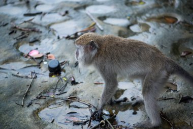 Bako Milli Parkı Borneo, Malezya makak maymunu