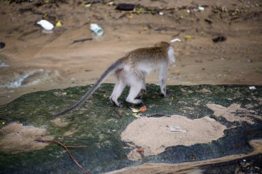 Bako Milli Parkı Borneo, Malezya makak maymunu