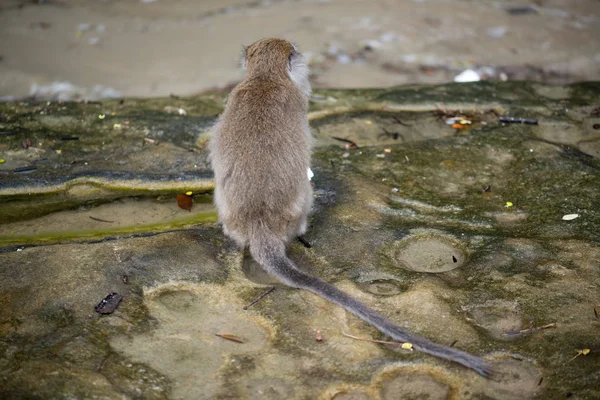 Makákó Majom Bako Nemzeti Park Borneó Malajzia — Stock Fotó