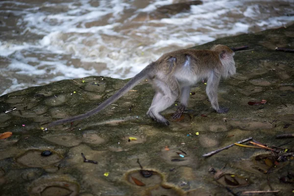 Macaco Scimmia Nel Parco Nazionale Bako Nel Borneo Malesia — Foto Stock