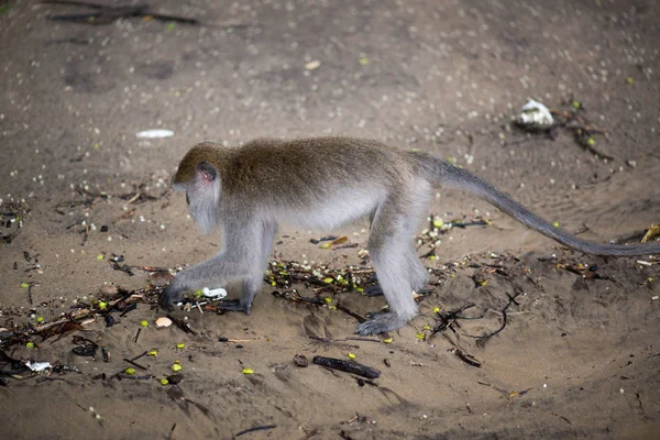 Macaque Monkey Bako National Park Borneo Malaysia — Stock Photo, Image