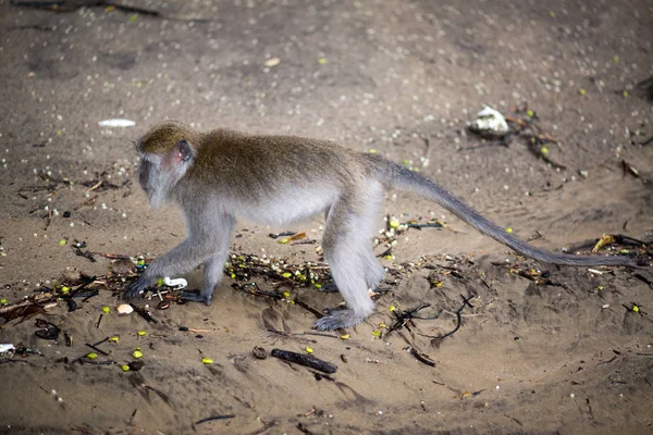 Makaak Monkey Bako National Park Borneo Maleisië — Stockfoto
