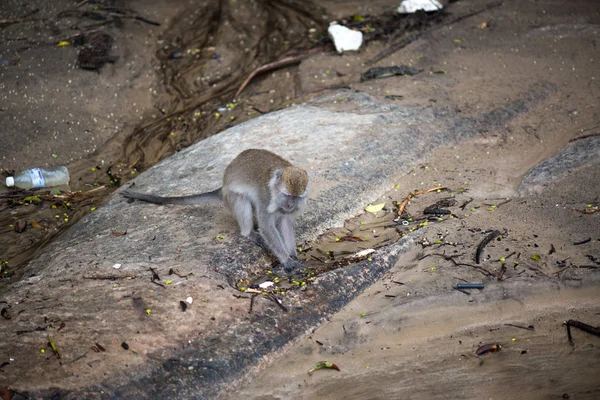Macaco Scimmia Nel Parco Nazionale Bako Nel Borneo Malesia — Foto Stock