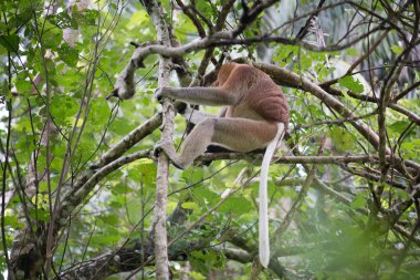 Bir çok tehlike altındaki hortum maymun Borneo vahşi ormanlarda ağaç üzerinde. 