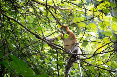 Bir çok tehlike altındaki hortum maymun Borneo vahşi ormanlarda ağaç üzerinde. 