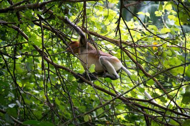 Bir çok tehlike altındaki hortum maymun Borneo vahşi ormanlarda ağaç üzerinde. 