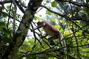 Bir çok tehlike altındaki hortum maymun Borneo vahşi ormanlarda ağaç üzerinde. 