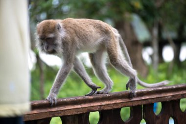 Makak maymunu Bako Milli Parkı Borneo, Malezya Ahşap korkuluk olarak