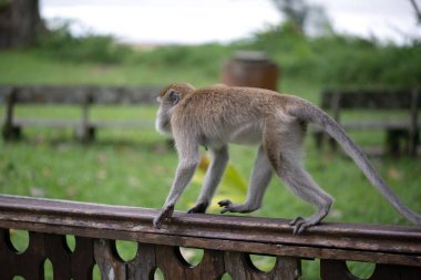 Makak maymunu Bako Milli Parkı Borneo, Malezya Ahşap korkuluk olarak