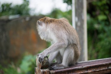 Makak maymunu Bako Milli Parkı Borneo, Malezya Ahşap korkuluk olarak