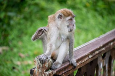Makak maymunu Bako Milli Parkı Borneo, Malezya Ahşap korkuluk olarak
