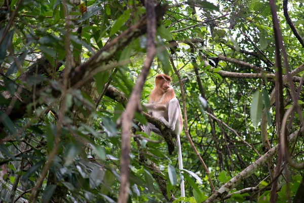 Highly Endangered Proboscis Monkey Tree Wild Jungles Borneo — Stock Photo, Image