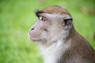 Bako Milli Parkı Borneo, Malezya makak maymunu