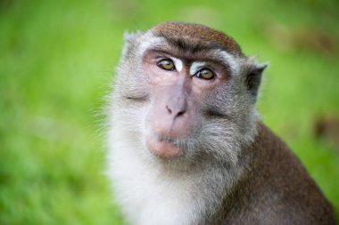 Bako Milli Parkı Borneo, Malezya makak maymunu