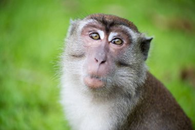 Bako Milli Parkı Borneo, Malezya makak maymunu