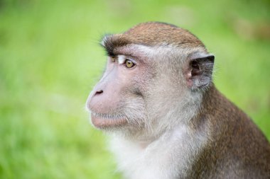 Bako Milli Parkı Borneo, Malezya makak maymunu