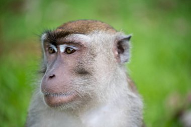 Bako Milli Parkı Borneo, Malezya makak maymunu