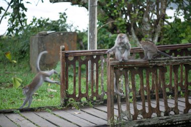 Bako Milli Parkı Borneo, Malezya Ahşap korkuluk üzerinde yürüyen makak maymunları