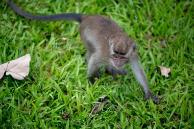 Bako Milli Parkı Borneo, Malezya makak maymunu