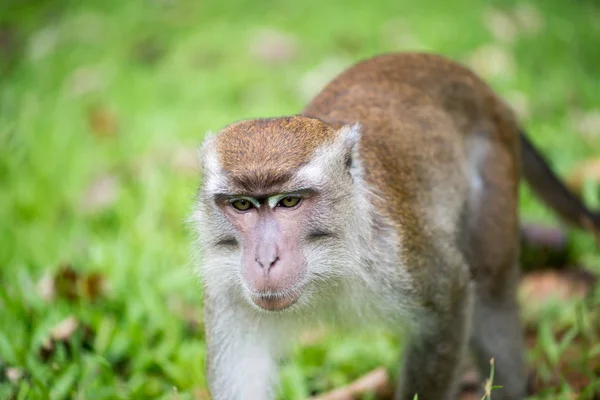 Makaak Monkey Bako National Park Borneo Maleisië — Stockfoto