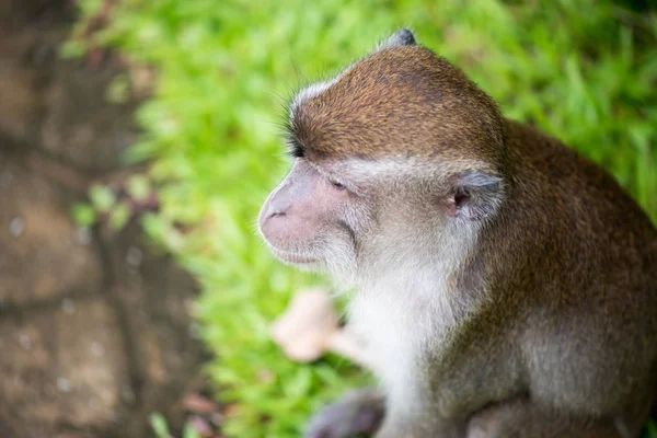 Makaak Monkey Bako National Park Borneo Maleisië — Stockfoto