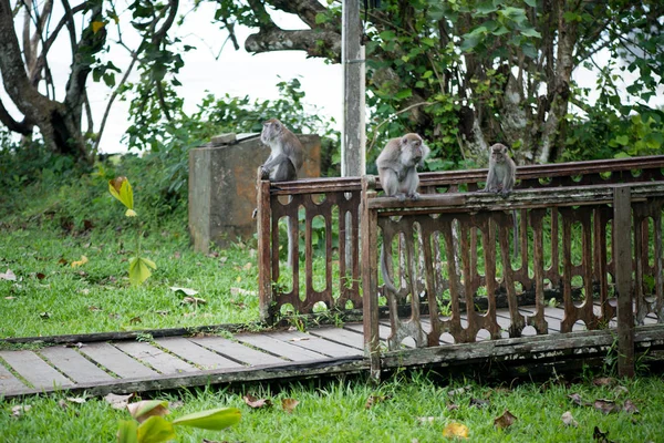 Macaque monkeys walking on the wooden railing in Bako national park in Borneo, Malaysia