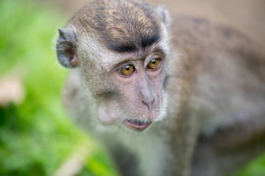 Bako Milli Parkı Borneo, Malezya makak maymunu