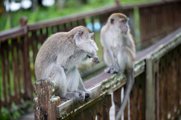 Macaque monkeys walking on the wooden railing in Bako national park in Borneo, Malaysia