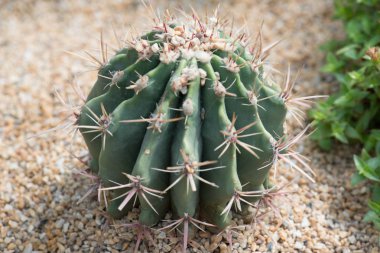 Toprakta büyüyen yeşil kaktüs görünümünü kapat