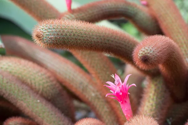 Vista Vicino Dei Cactus Verdi Con Fiori Rosa Che Crescono — Foto Stock