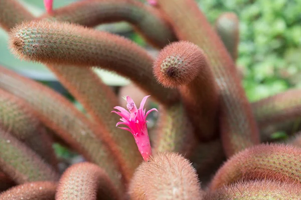 Vista Vicino Dei Cactus Verdi Con Fiori Rosa Che Crescono — Foto Stock