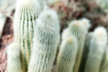 Toprakta büyüyen yeşil kaktüsler görünümünü kapat