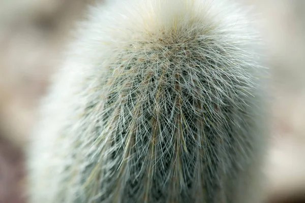 Vista Vicino Del Cactus Verde Che Cresce Nel Suolo — Foto Stock