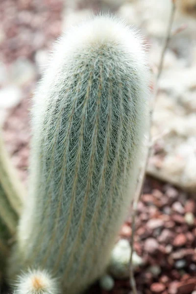 Vista Vicino Del Cactus Verde Che Cresce Nel Suolo — Foto Stock